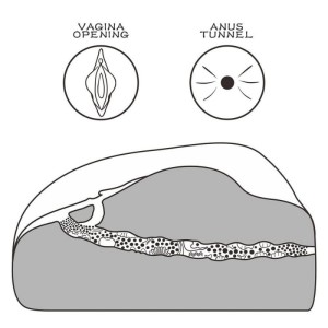 Vagina Realistica StretGirl's